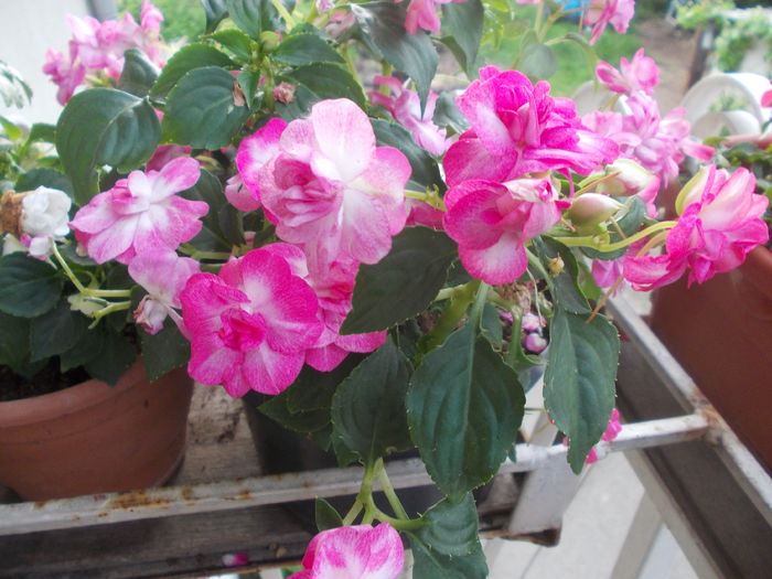 DSCN5634 - Impatiens 2015