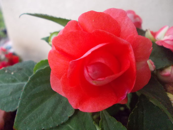 DSCN5654 - Impatiens 2015