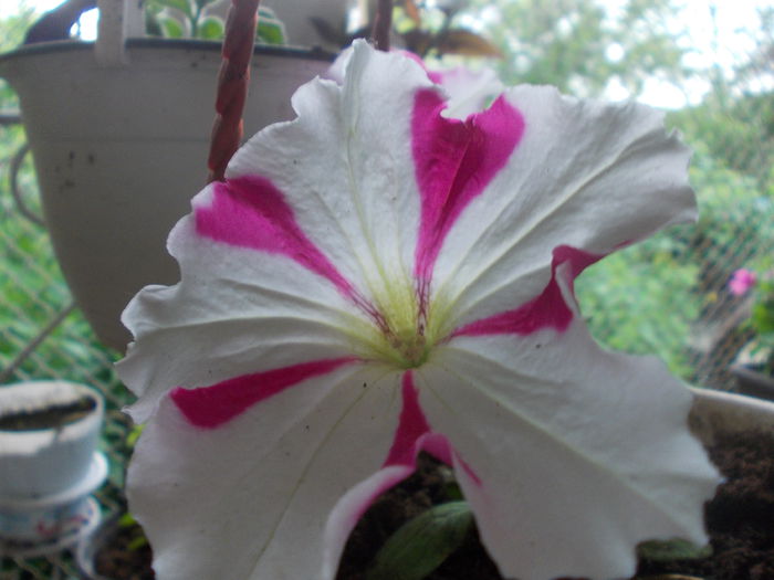 DSCN5662 - Petunii 2015
