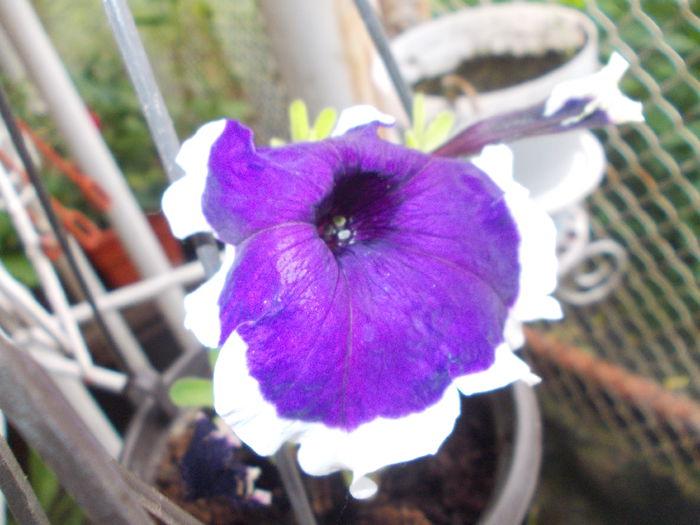 DSCN5664 - Petunii 2015