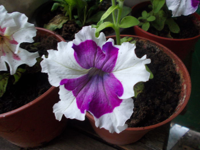 DSCN5665 - Petunii 2015