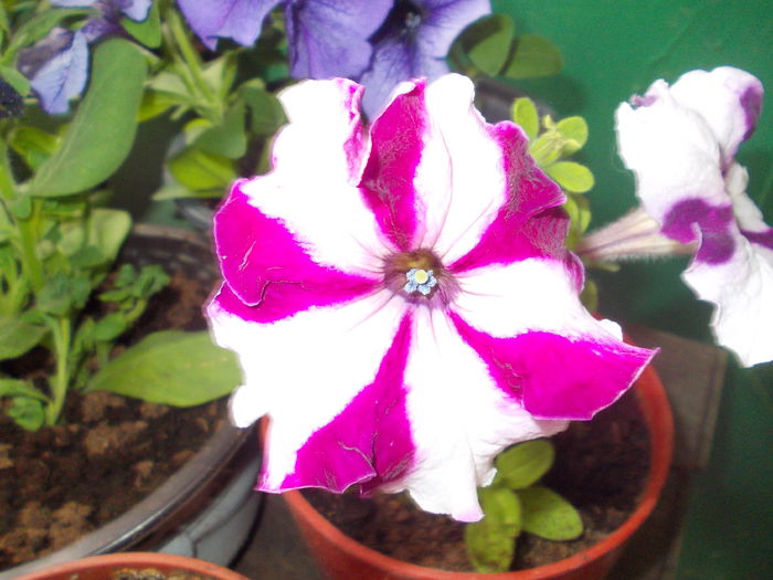DSCN5668 - Petunii 2015