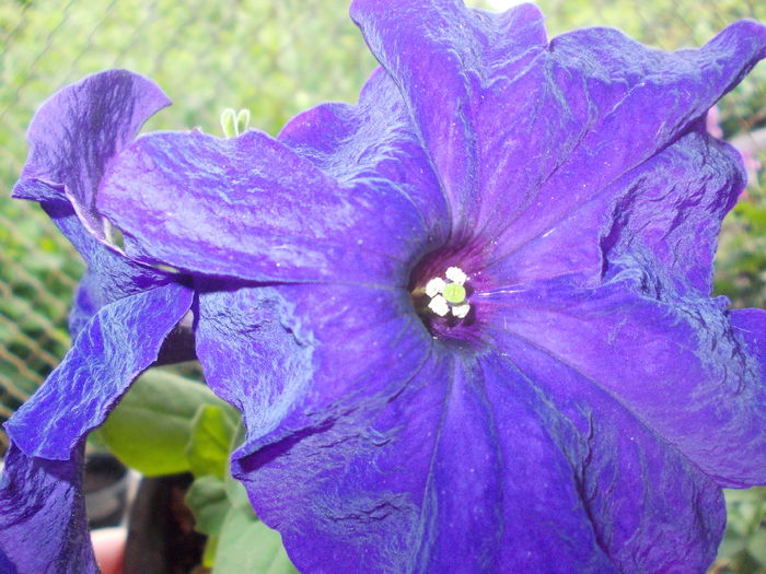 DSCN5674 - Petunii 2015
