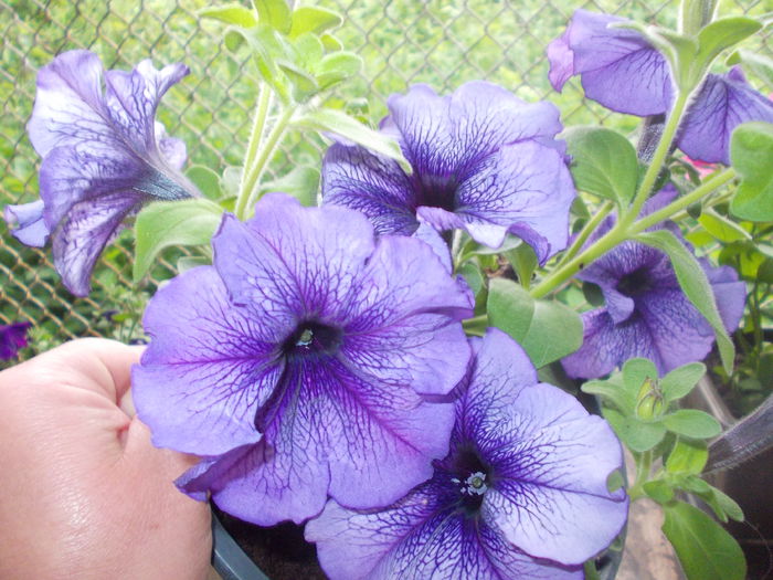 DSCN5676 - Petunii 2015