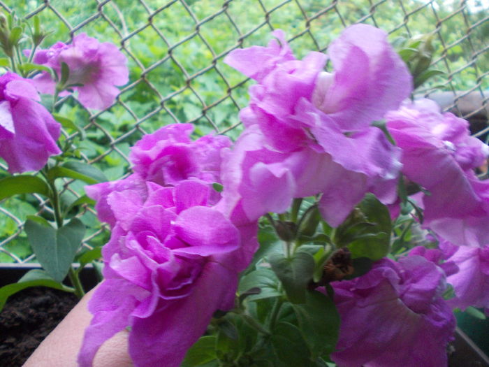 DSCN5683 - Petunii 2015
