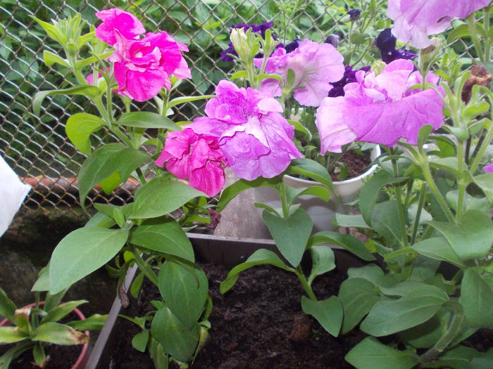 DSCN5684 - Petunii 2015