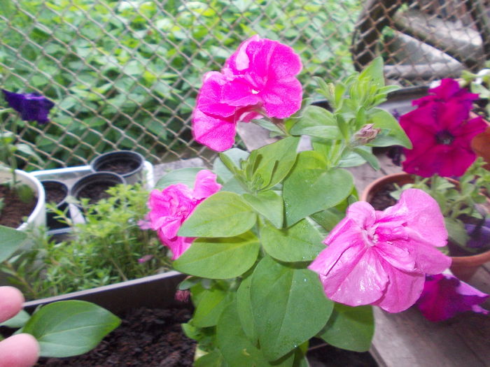 DSCN5686 - Petunii 2015