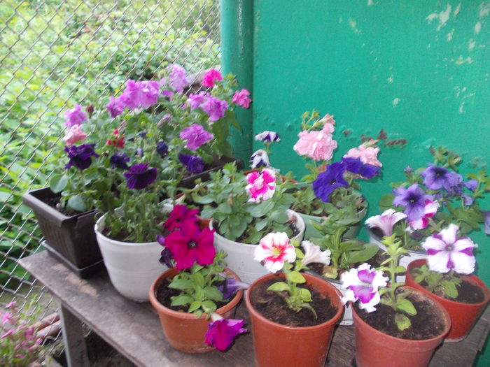 DSCN5689 - Petunii 2015