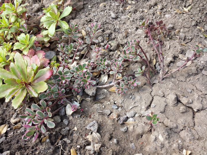 165 Sedum spurium Tricolor