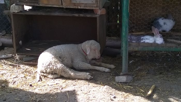 WP_20150506_17_44_29_Pro oaia lola aproape 3 luni (1)