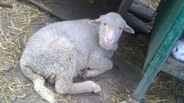 WP_20150506_17_44_29_Pro oaia lola aproape 3 luni (3)