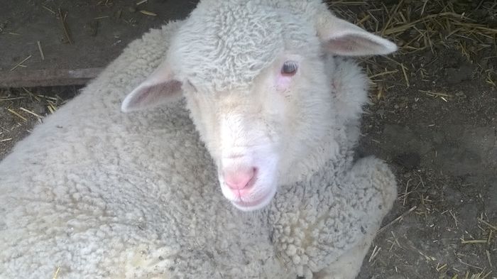 WP_20150506_17_44_29_Pro oaia lola aproape 3 luni (4)