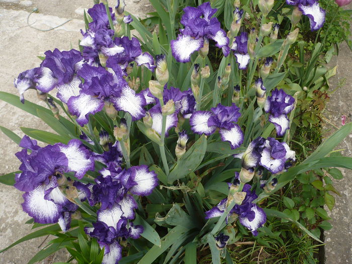 11.05.2015 - GRADINA 2015
