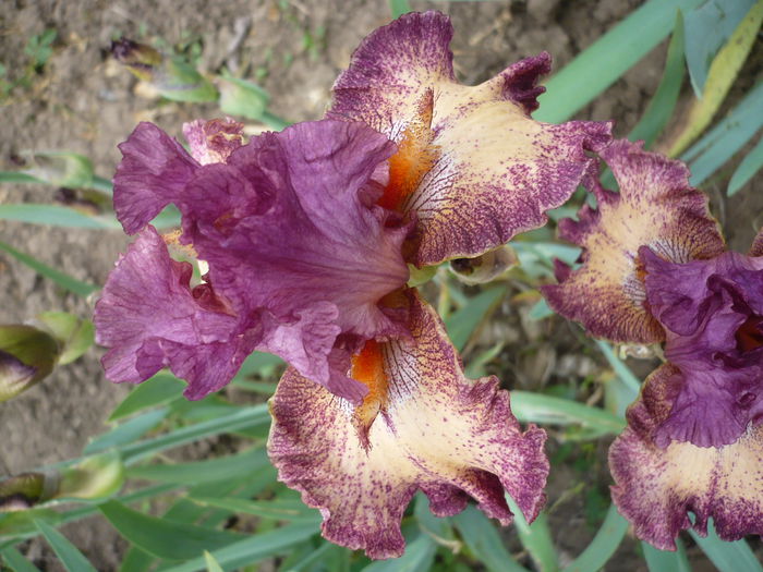 P1220034 - GRADINA 2015