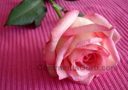 lovely_pink_rose - VrEaU mOoLTE cOmM
