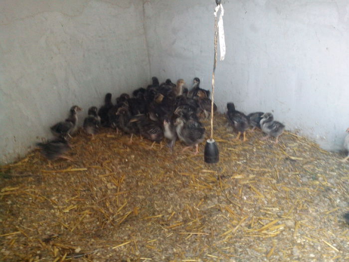 mihaiking; 25 puii din 30 oua
