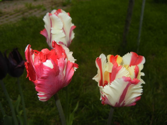 Tulipa Flaming Parrot (2015, April 30)