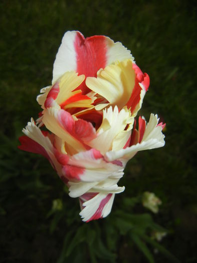 Tulipa Flaming Parrot (2015, April 30) - Tulipa Flaming Parrot