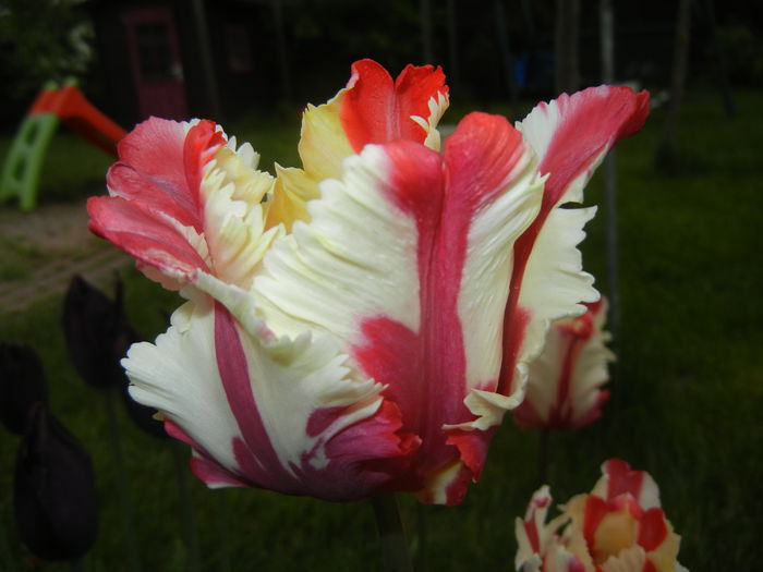 Tulipa Flaming Parrot (2015, April 30) Tulipa Flaming Parrot (2015, April 30)