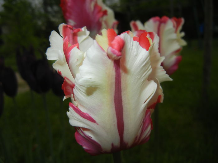 Tulipa Flaming Parrot (2015, April 30) Tulipa Flaming Parrot (2015, April 30)