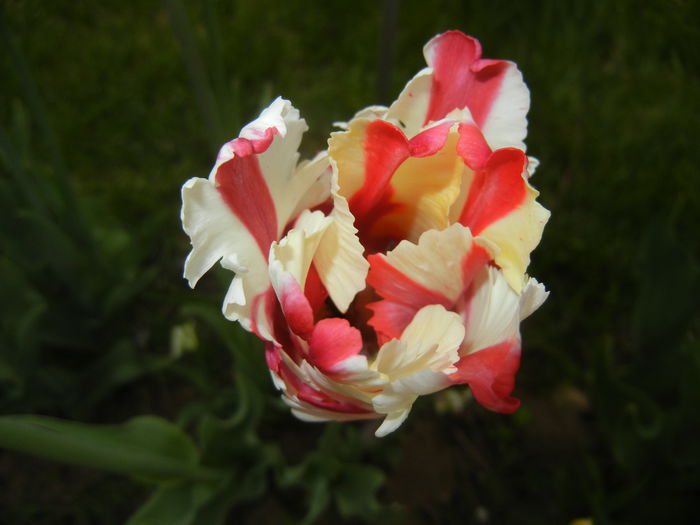 Tulipa Flaming Parrot (2015, April 30) Tulipa Flaming Parrot (2015, April 30)