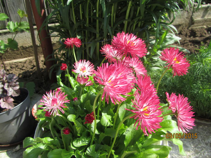 Bellis - Flori de gradina-2015Primavara