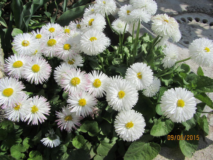 Bellis - Flori de gradina-2015Primavara