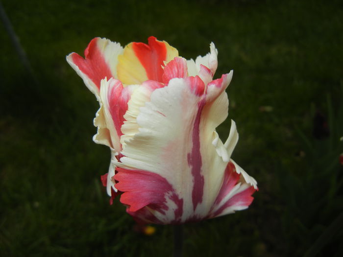 Tulipa Flaming Parrot (2015, April 30)