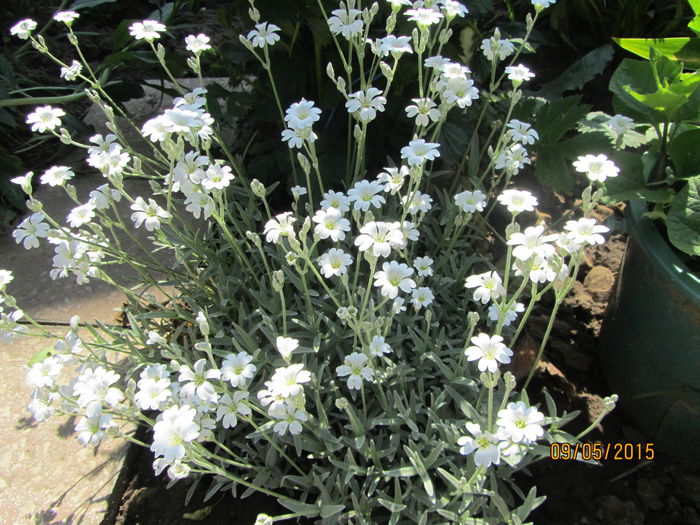 Cerastium - Flori de gradina-2015Primavara