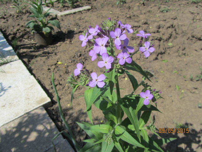 Hesperis matronalis - Flori de gradina-2015Primavara
