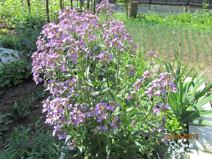 Hesperis matronalis - Flori de gradina-2015Primavara