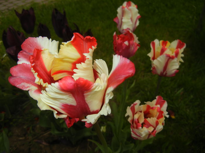 Tulipa Flaming Parrot (2015, April 30) Tulipa Flaming Parrot (2015, April 30)