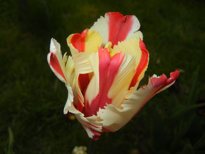Tulipa Flaming Parrot (2015, April 30) Tulipa Flaming Parrot (2015, April 30)