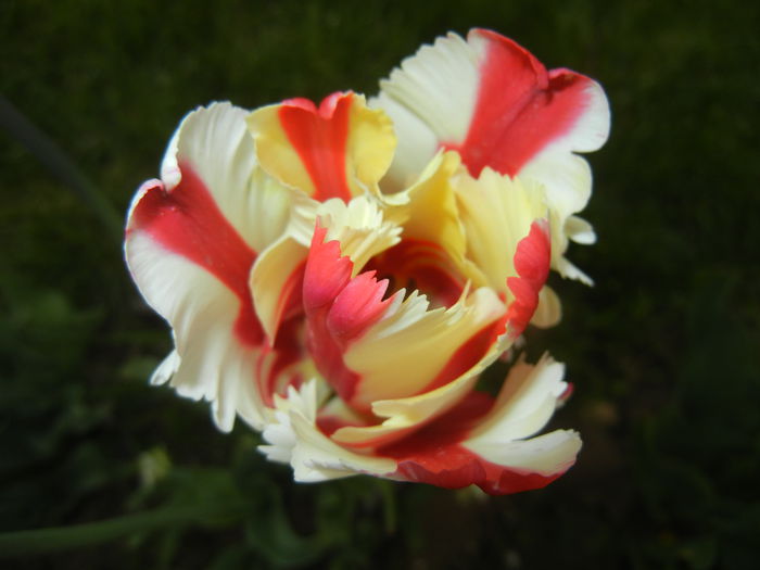 Tulipa Flaming Parrot (2015, April 30)