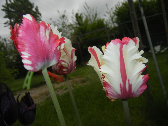 Tulipa Flaming Parrot (2015, April 30) Tulipa Flaming Parrot (2015, April 30)