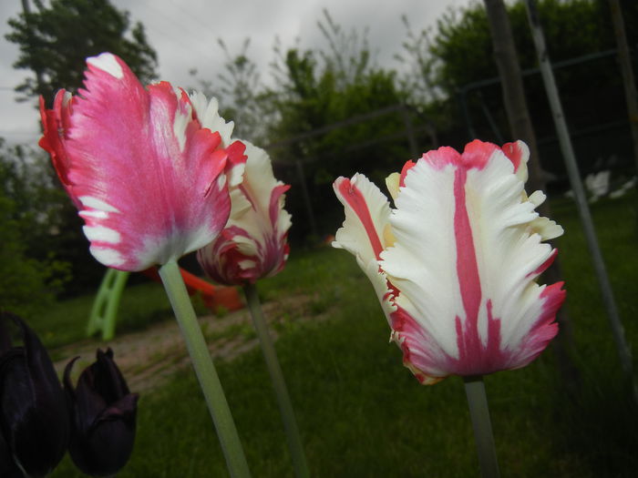 Tulipa Flaming Parrot (2015, April 30)