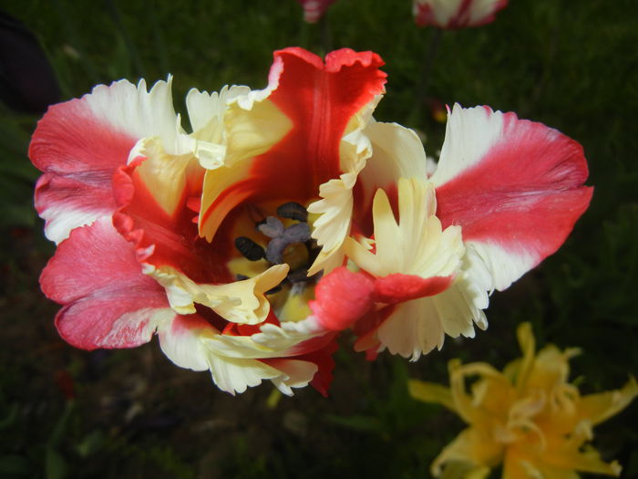 Tulipa Flaming Parrot (2015, April 30) Tulipa Flaming Parrot (2015, April 30)