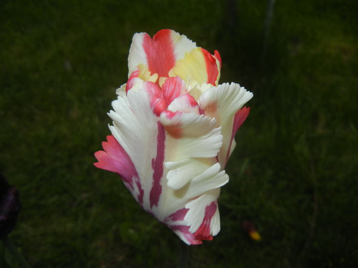 Tulipa Flaming Parrot (2015, April 30)