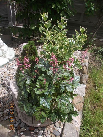 DSCN1618 - 2015 in gradina mea