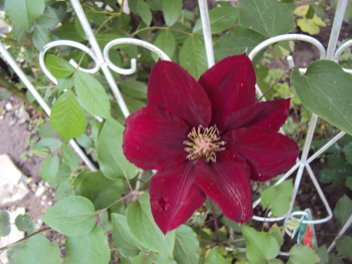 DSC06356 - 1 Clematite 2015