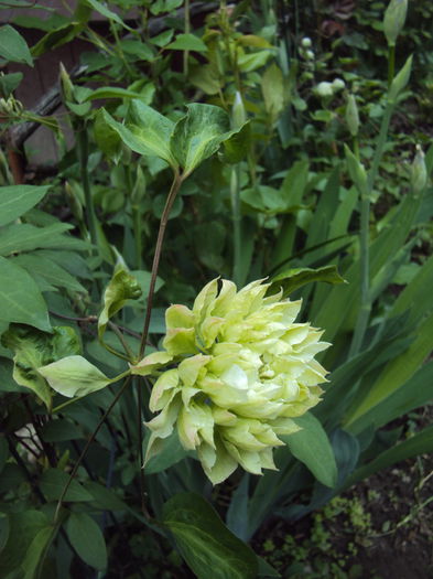 DSC06367 - 1 Clematite 2015