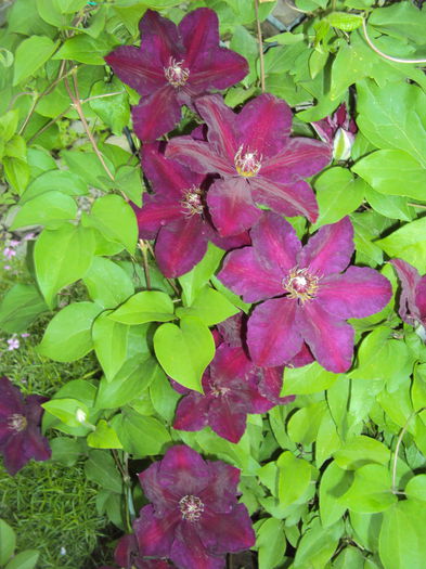 DSC06391 - 1 Clematite 2015