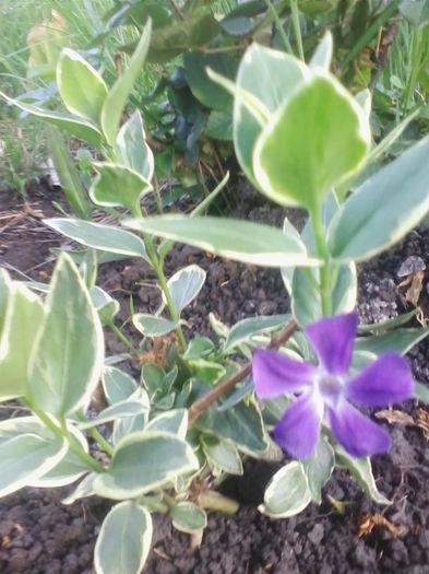 vinca variegata