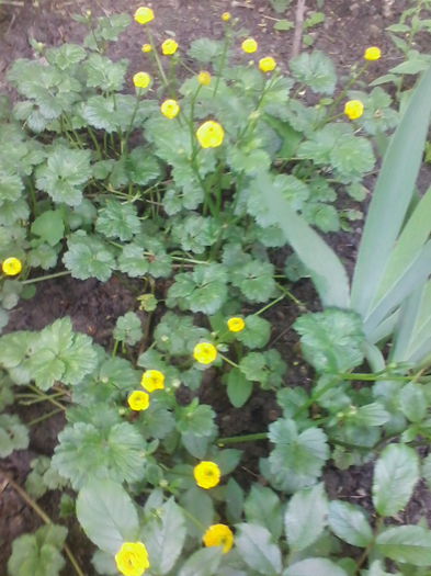 ranunculus