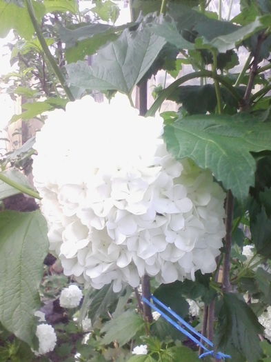 calin-viburnum
