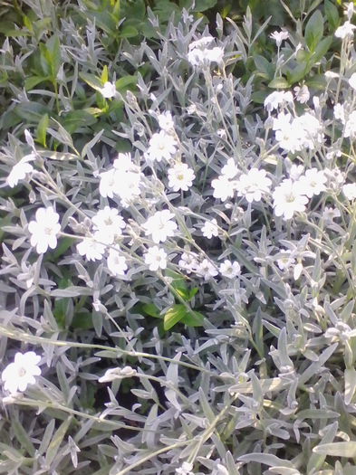 cerastium
