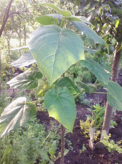paulownia