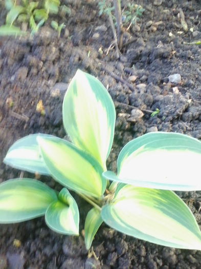 hosta
