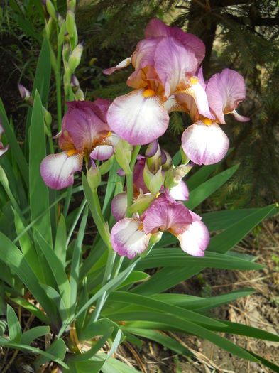 2291 - iris 2015