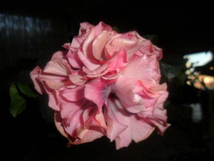 SAM_5030 - hibiscusi 2015-2